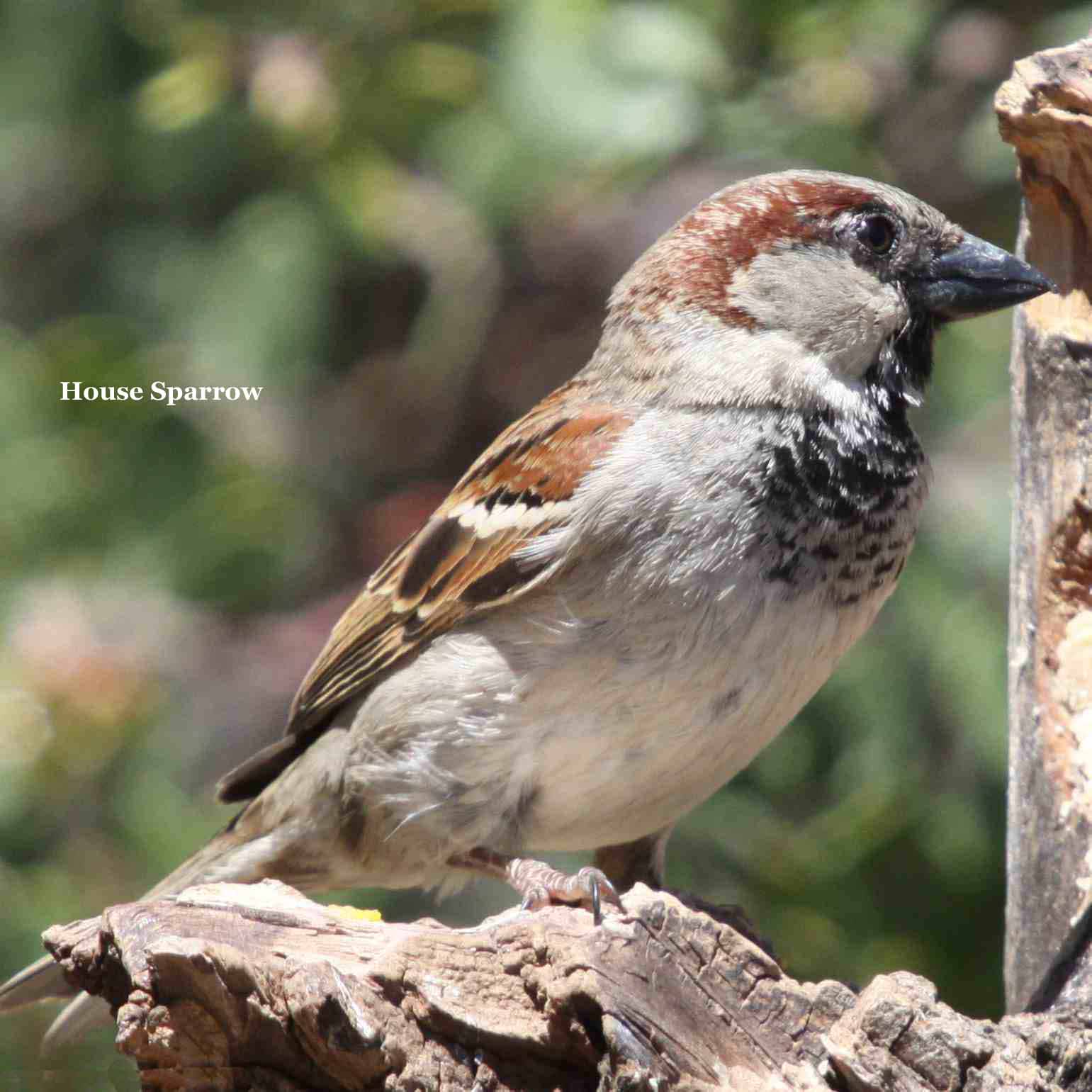 House Sparrow 8370.jpg